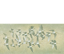 Godwits In Flight