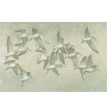 Sandpipers Airborne